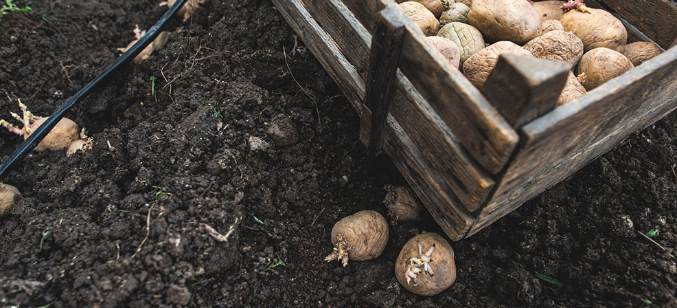 potatoes being planted