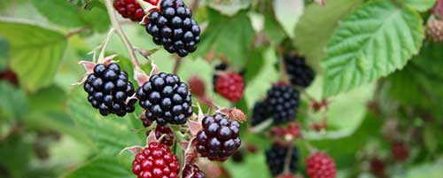 wild blackberries