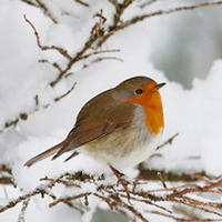 Bird in a snowy tree