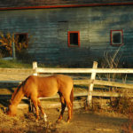 Farm horse - photo by Terry McNeil