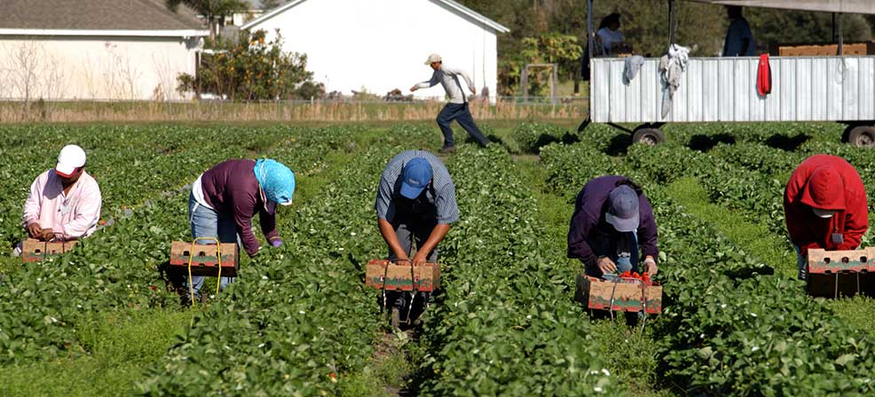 Farm working picking in field