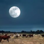 cows in the moonlight