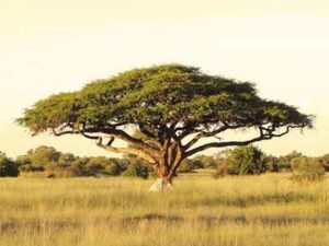 grasslands