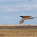 pheasant flying
