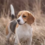 A Beagle